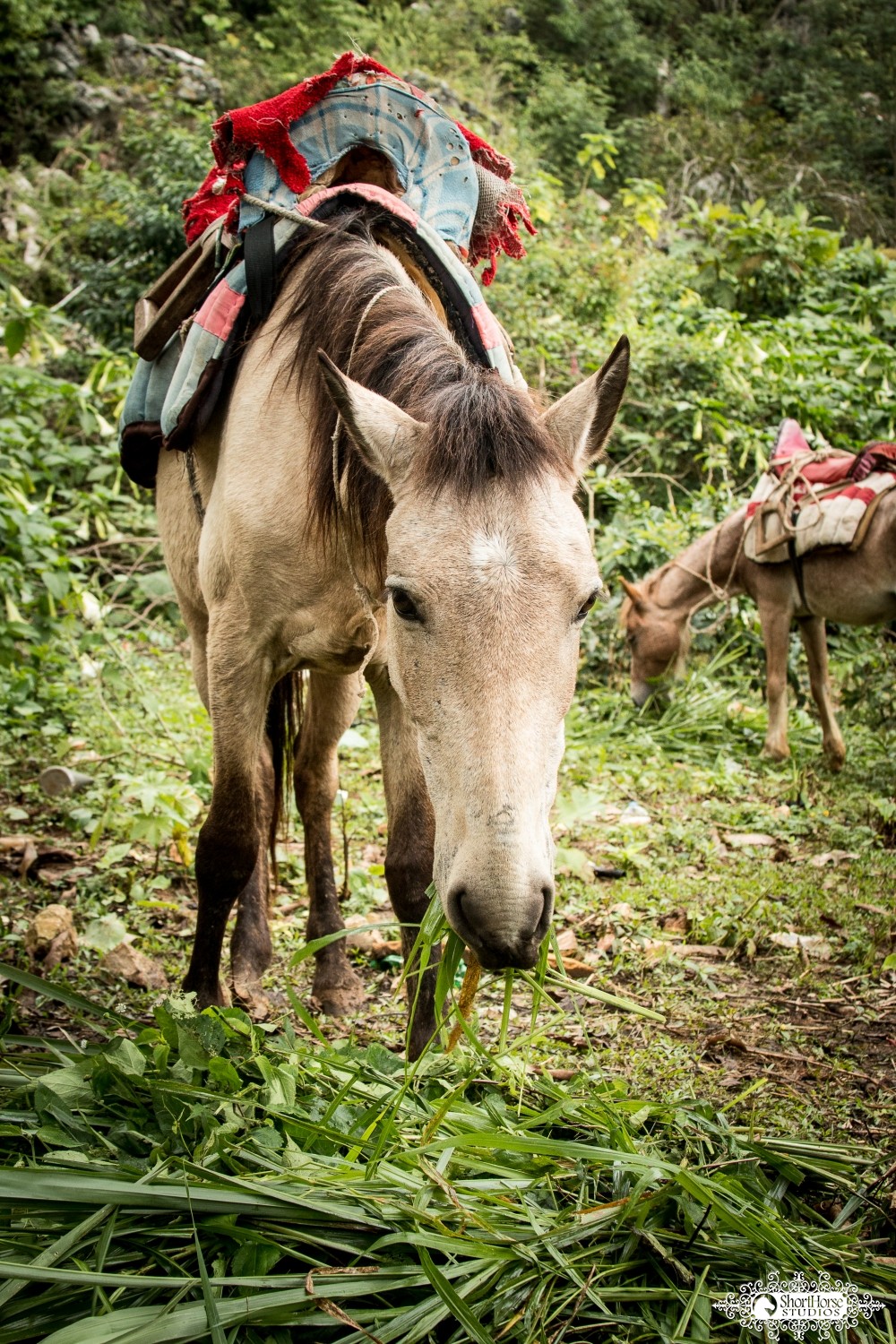 Haiti Images: Sneak Peek #5 | 022616-0825-Milot.jpg