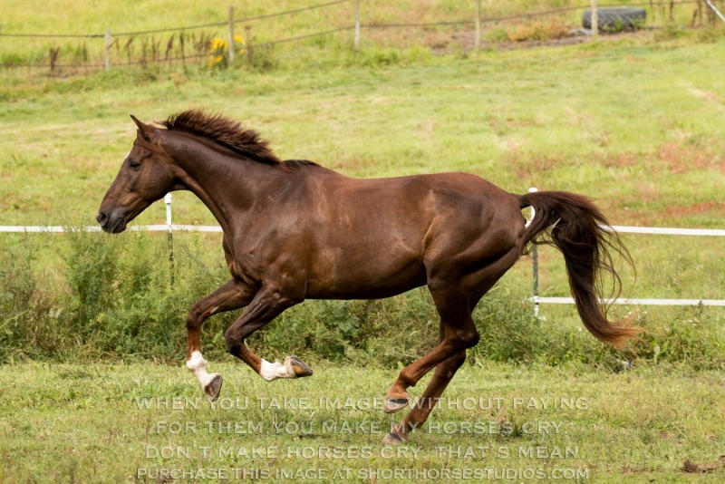 Available for Purchase: Cadence