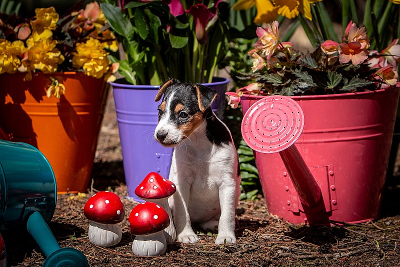 MoonCrest Quarter Horses & Solid Paints & Jack Russells, April 2025