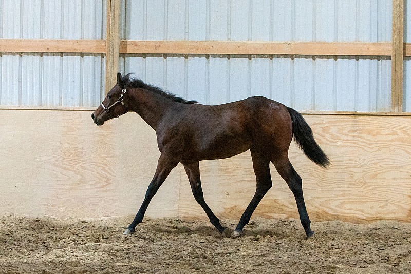 MoonCrest Quarter Horses & Solid Paints, Iris, October 2026